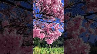 Sakura Splendor: Captivating Cherry Blossoms Of Japan |