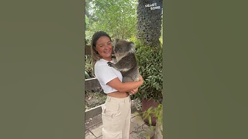 Thumbnail of Koala Cuddles! Woman's Dream Come True as She Holds Adorable Marsupial