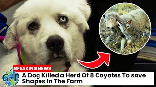 This Dog KILLED A Herd Of DANGEROUS Coyotes