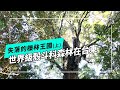 失落的櫟林王國(上)｜世界級殼斗科森林在台東(我們的島 第1227集 2023-10-23)
