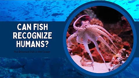 The Smartest Fish in the Ocean 🐠 | Can Fish Recognize Humans? 🤨