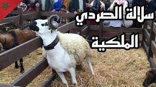 أضخم و أوسم سلالة أغنام في العالم | سلالة الصردي الملكية ??