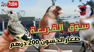 سوق القريعة ليوم 01 يونيو 2024 صغار الحسون 200 درهم والله يدير الخير 👍♥️