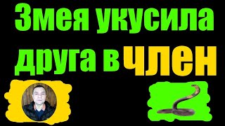 Анекдот как змея укусила друга в член Анекдот как змея укусила друга в член