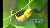 紋白蝶羽化失敗 Youtube