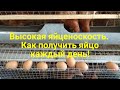 Высокая яйценоскость кур. Как увеличить яйценоскость несушек зимой. Кормление кур зимой.