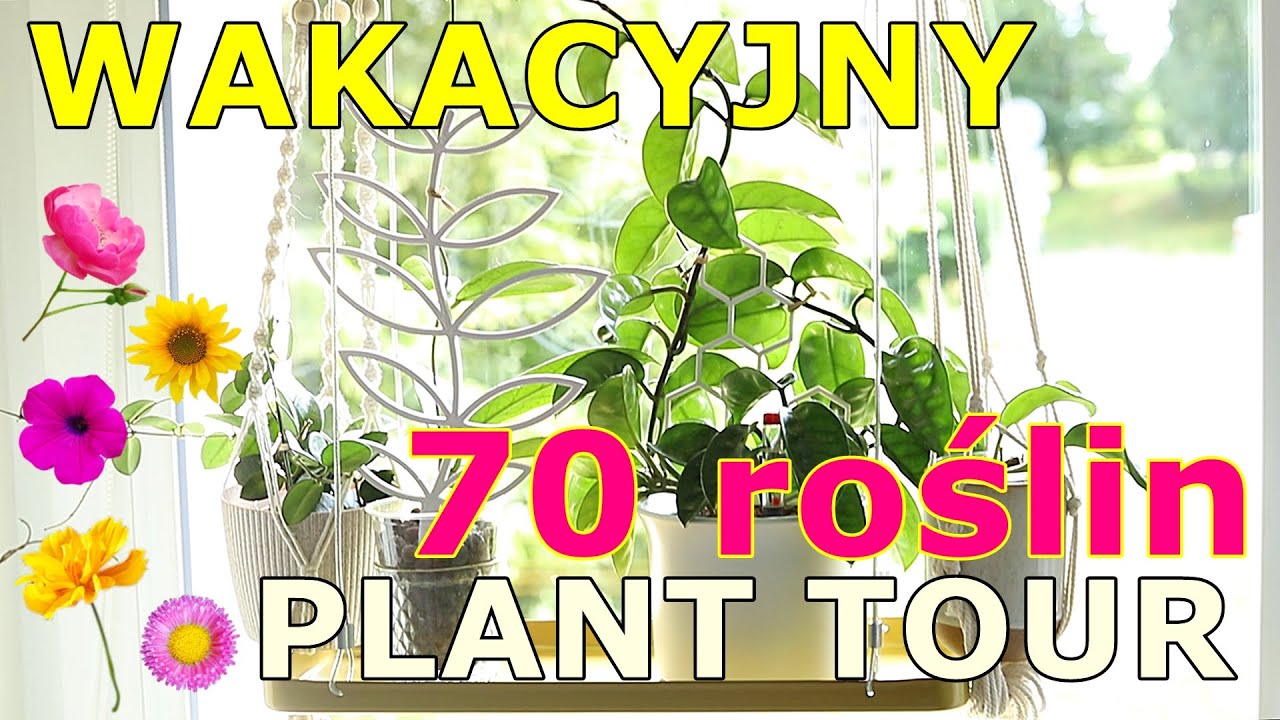 💚Wielki wakacyjny przegląd parapetów 💚pokazuję prawie wszystkie rośliny dużo roślin! 💚#planttour   💚
