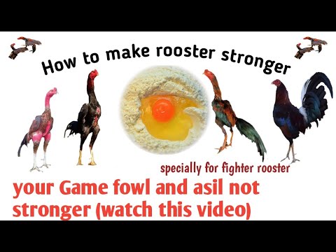 How to make rooster stronger  Best diet for  rooster  Best diet for Aseel