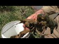 Catch a HEAP of YABBIES!  Ep.#34 Yabby Hunting