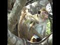 The two monkeys on a tree | 木の上にいる二匹の猿 | القردان على شجرة | Monkey | Wildlife | Animals #shorts