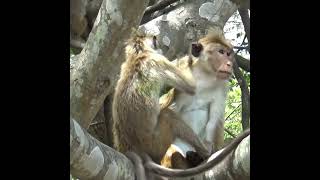 The Two Monkeys On A Tree | 木の上にいる二匹の猿 | القردان على شجرة | Monkey | Wildlife | Animals #Shorts