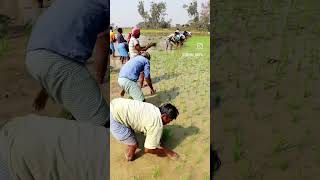 விவசாய காதலன் 💚 💚 #shorts #shortsfeed #shortsviral #nature #village #vivasayam #agri #song #india