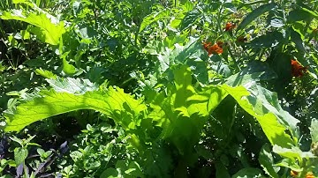 AGROECOLOGY IN MALAWI