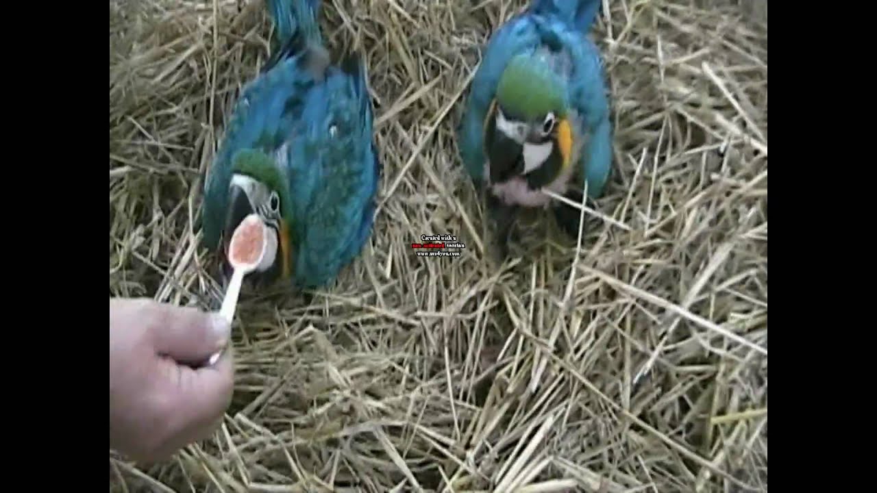 guacamayos bebe video.wmv YouTube