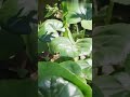 Plants came before Seeds?