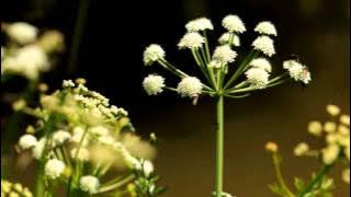hemlock water dropwort