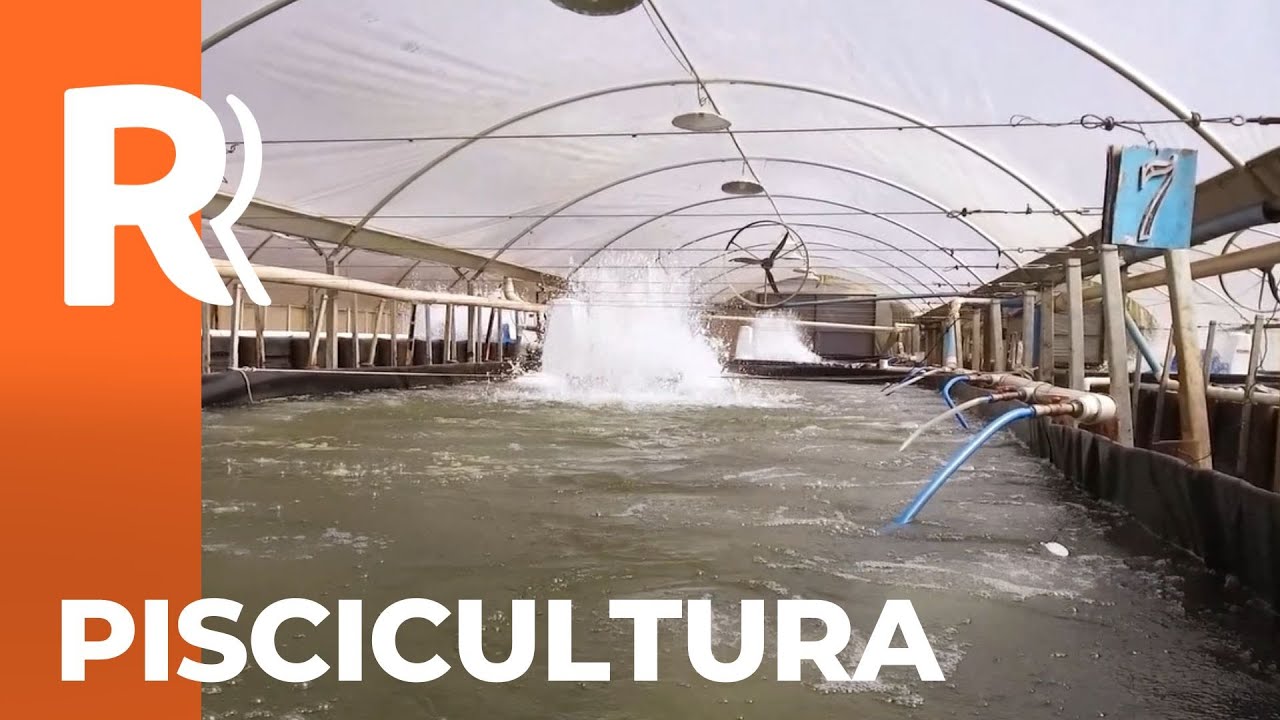 Piscicultura com bioflocos aumenta produção de tilápias no Paraná