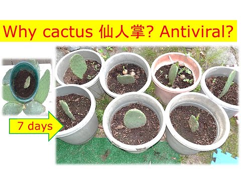 Why edible cactus? 仙人掌 antiviral 抗 病 毒 ?