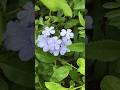 Plumbago auriculata