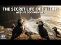 The Secret Life of Puffins | Wildlife Puffins Documentary #nature #Puffins #birds #wildlife 