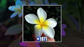 Trivias Nicaragüenses - Flor nacional