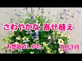 さわやかな寄せ植えおせわのしかた