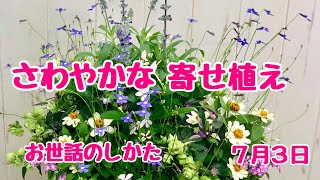 さわやかな寄せ植えおせわのしかた