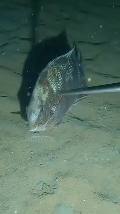 LALAP! Special to #fishcatching #fishing