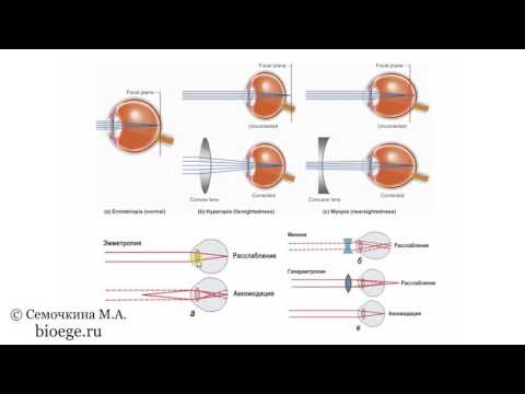 Биология в картинках:  Механизм аккомодации глаза (Вып. 75)