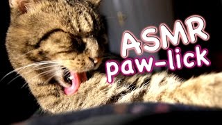 ASMR Cat  Grooming #9