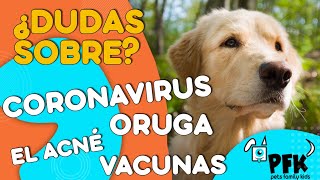 EL BIENESTAR ANIMAL | VETERINARIO RESPONDE | PETES FAMILY KIDS