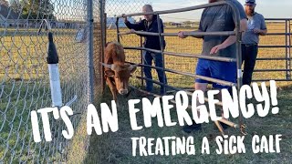 Emergency DIY Cattle Treatment- worms #calves #sickcow #diy