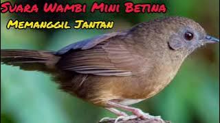 Suara Wambi Mini Betina Birahi Sangat Ampuh Memanggil Jantan