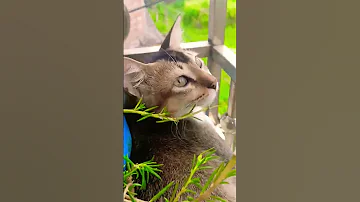 Viralvideo Cat Lovesong Love Jiskeaanesemukammalhogayithizindagisong 