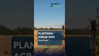 Rezultati Ogleda 2025 Ruski Krstur, Plantaria Agrar Doo