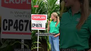 WinField® United Canada CROPLAN® Corn Staff Pick: CP4676SS/RIB