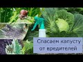 САМЫЙ БЕЗОПАСНЫЙ И ЭФФЕКТИВНЫЙ СПОСОБ ОБРАБОТАТЬ КАПУСТУ ОТ ВРЕДИТЕЛЕЙ.