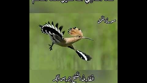 فلما جاء سليمان قال أتمدونن بمال#تلاوة للقاريء الشيخ#إدريس_أبكر من#سورة_النمل