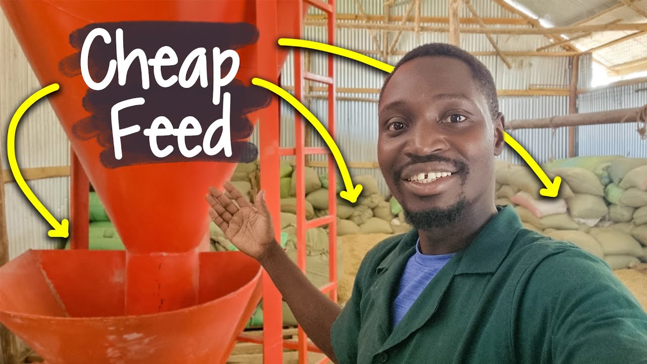 Как я удерживаю стоимость корма для своей фермы на невероятно низком уровне
