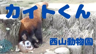 いってらっしゃい✈カイトくん　[西山動物園]レッサーパンダ