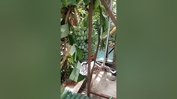 chuối sứ chín cây