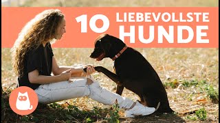 Die 10 LIEBEVOLLSTEN HUNDE-RASSEN der Welt 🐶❤️ Hunde, die Liebe zeigen