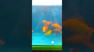 أسماك الزينة رووووووعه ? Ornamental fish