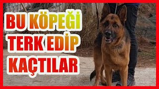 ORMANDA ÇOK GÜZEL BİR ALMAN KURDU BULDUK #almankurdu