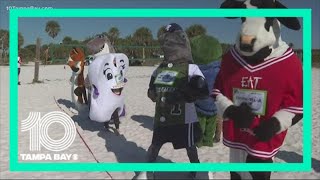 Mascots race on Siesta Key ahead of MOTE's Run for the Turtles screenshot 5