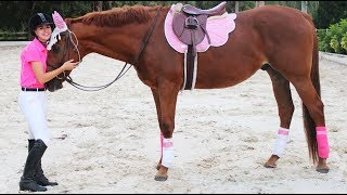 how tall is my horse? barn vlog
