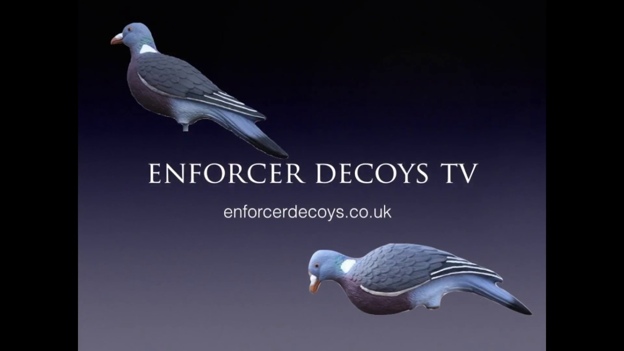 Decoying Wood pigeon with Enforcer decoys & Enforcer Flying Decoys
