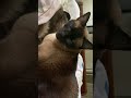 Семейная жизнь она такая … =^..^= СИАМСКИЕ КОШКИ Келли и Басько