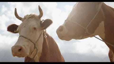 Cisco and Salesforce: Better Together with Bucher + Suter