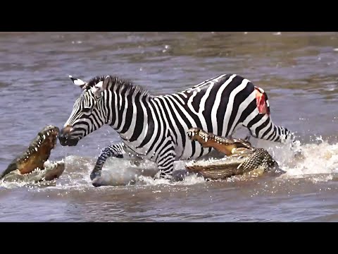 Brave Zebra Fights Off Five Crocodiles And Survives